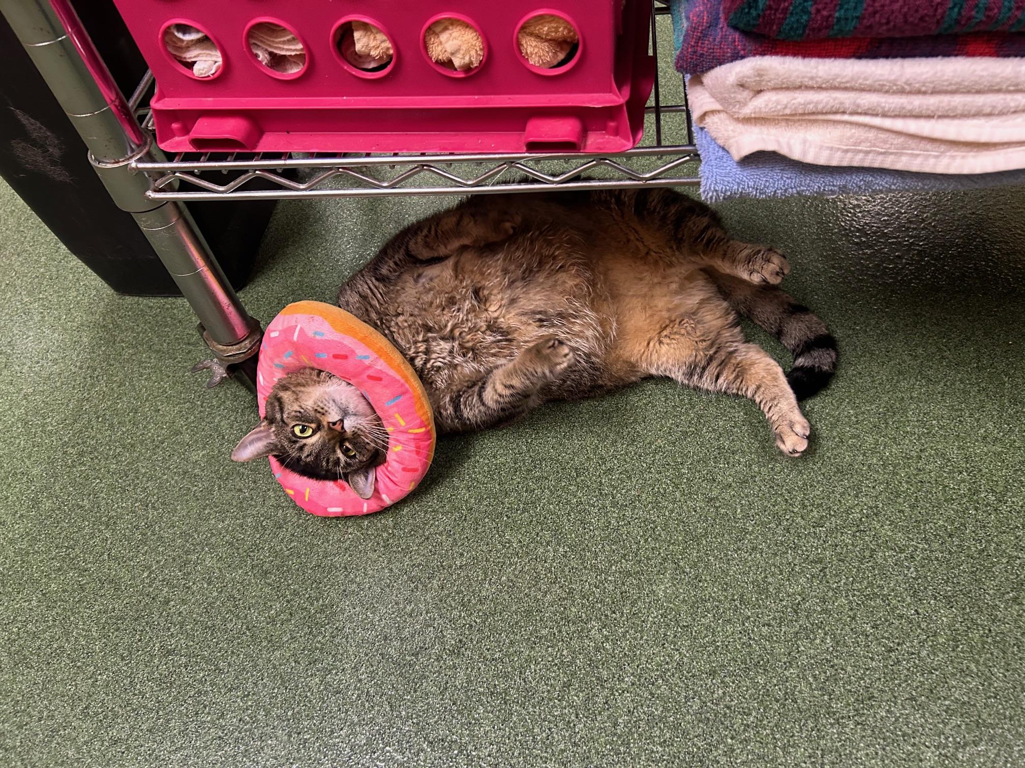 Tetiana, a Adoptable Domestic Short Hair in Seneca, PA image 3/3