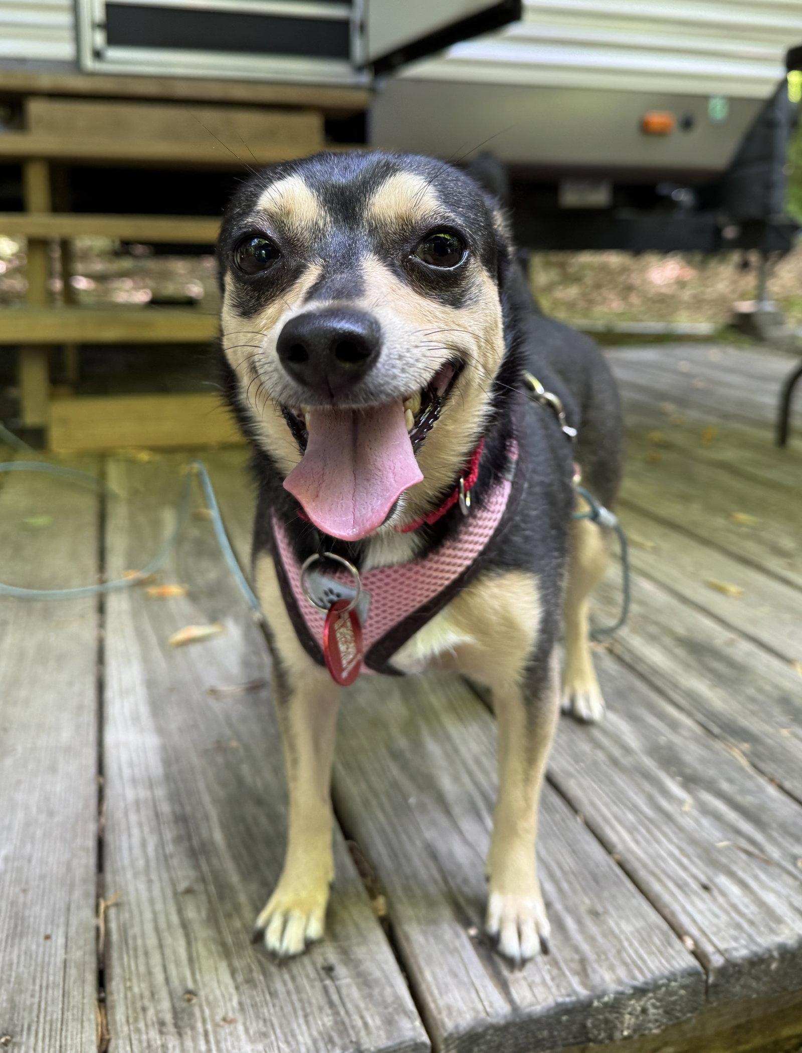 Enlarge Morticia Adams *LOCAL*, a Adoptable mixed breed in Wakefield, RI image 1/3