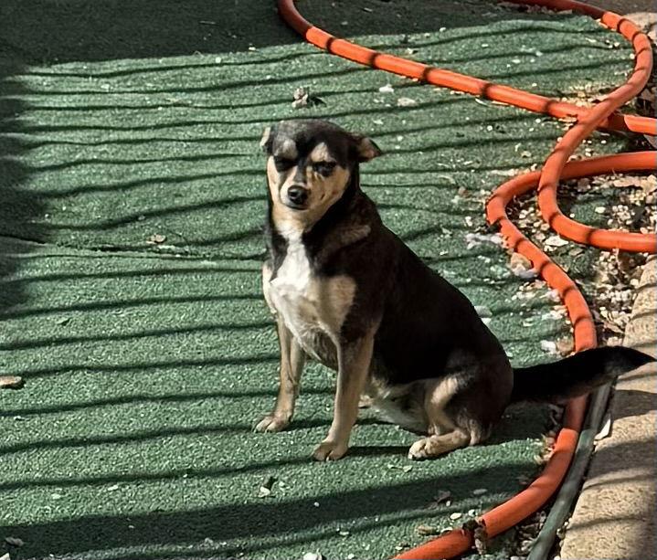 Enlarge Morticia Adams, a Adoptable mixed breed in Wakefield, RI image 1/3