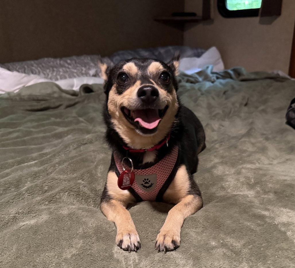 Enlarge Morticia Adams *LOCAL*, a Adoptable mixed breed in Wakefield, RI image 2/3