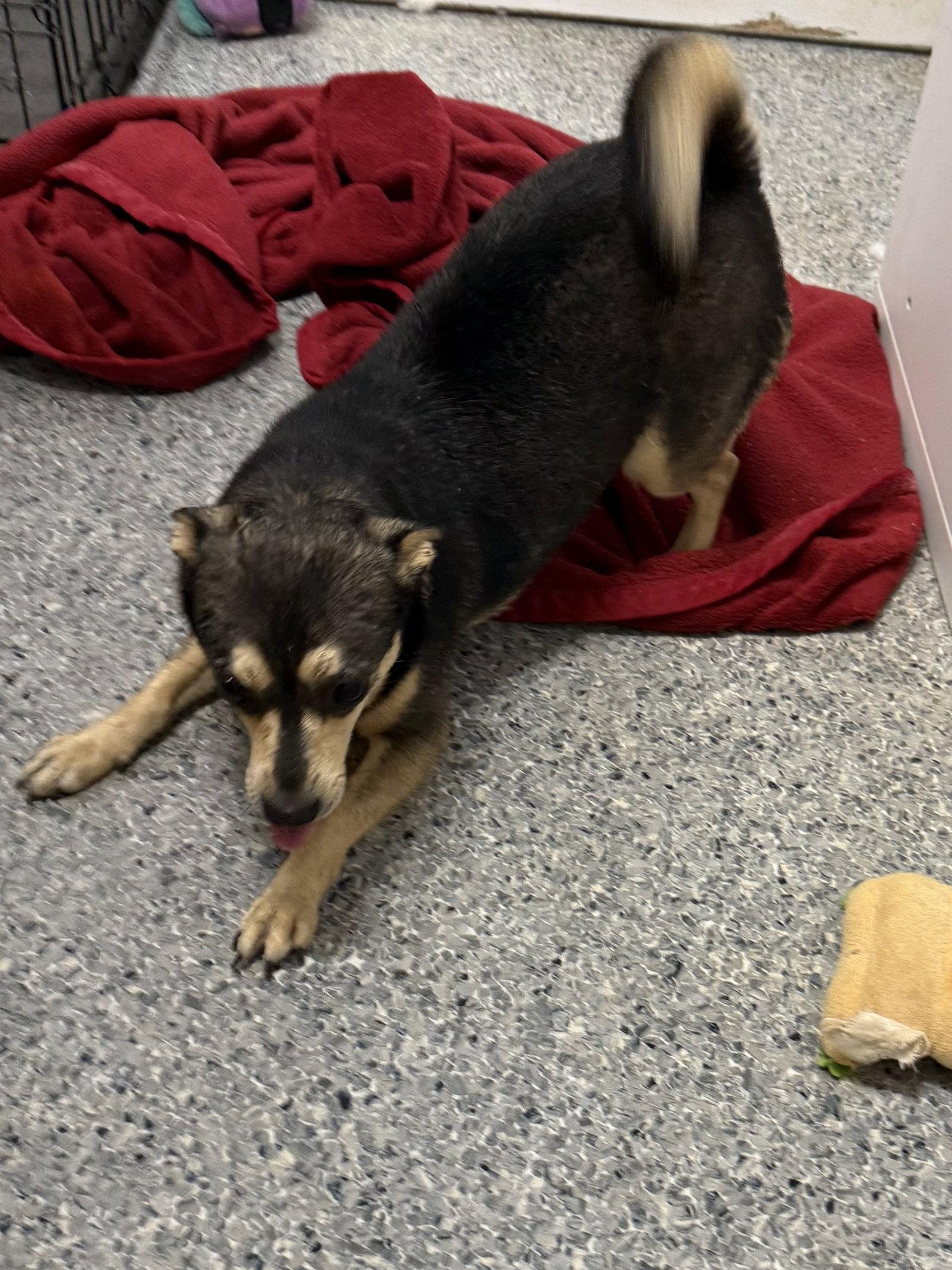 Morticia Adams, Adoptable, Young Female Chihuahua & Dachshund.