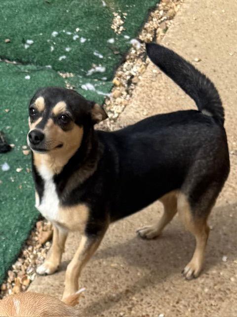 Enlarge Morticia Adams, a Adoptable mixed breed in Wakefield, RI image 2/3