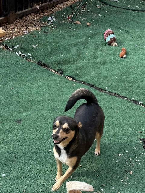 Enlarge Morticia Adams, a Adoptable mixed breed in Wakefield, RI image 3/3