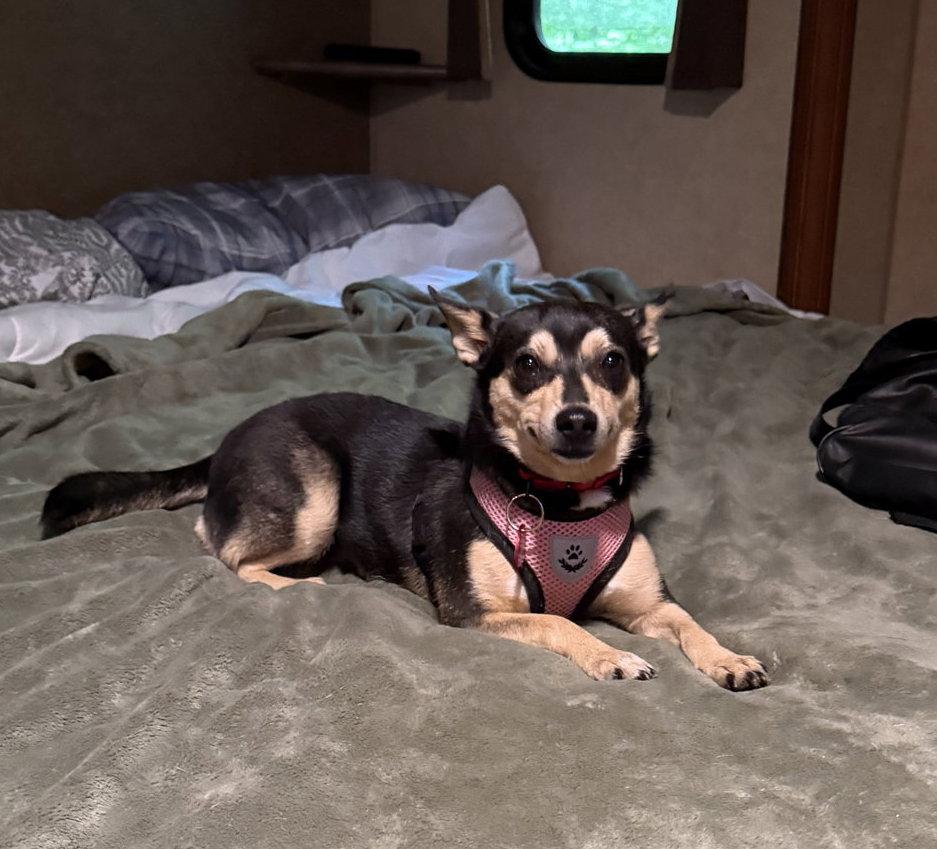 Enlarge Morticia Adams *LOCAL*, a Adoptable mixed breed in Wakefield, RI image 3/3