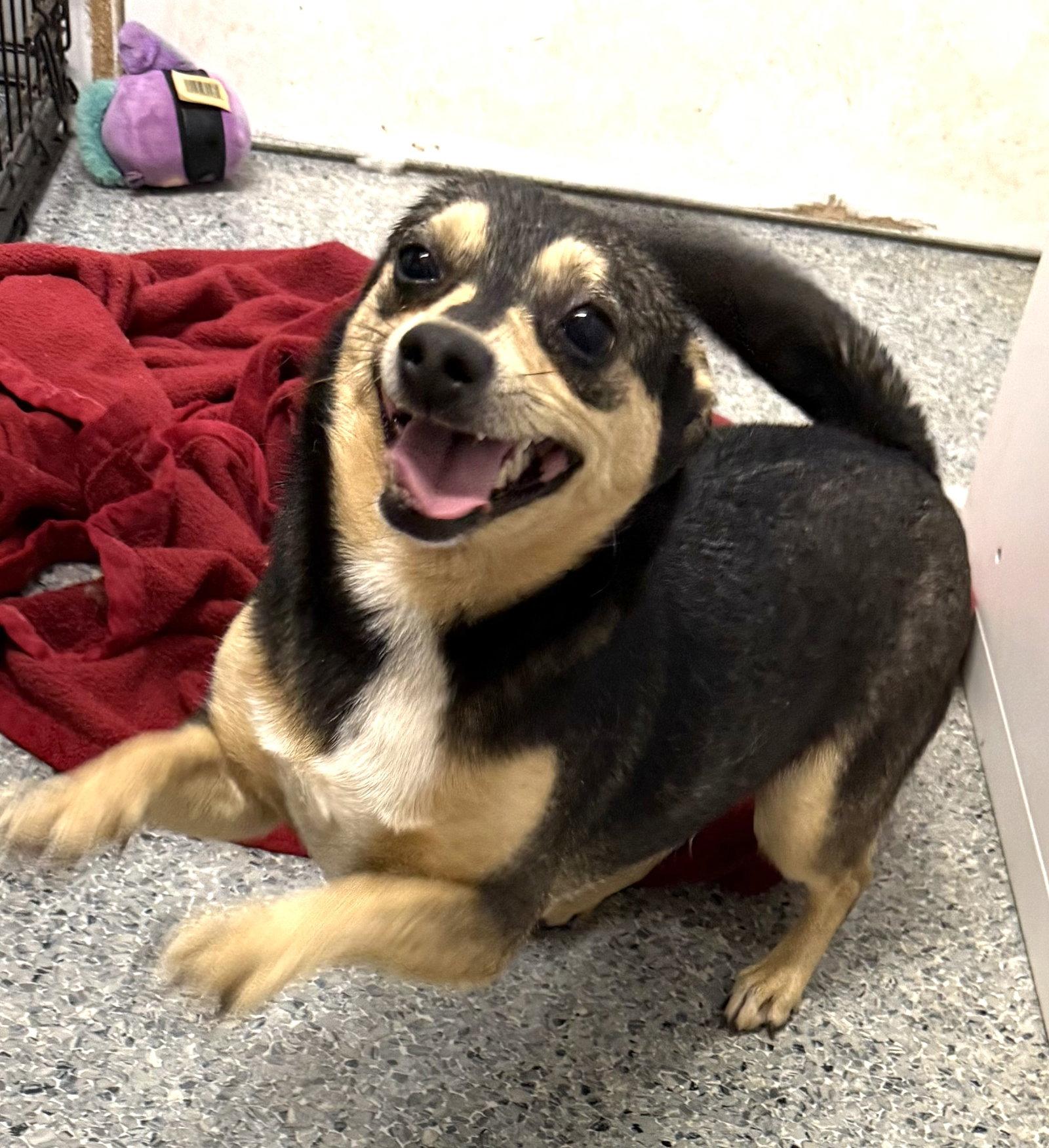 Enlarge Morticia Adams, a Adoptable mixed breed in Wakefield, RI image 3/3