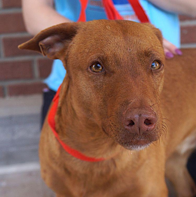 Enlarge Mulata, a Adoptable mixed breed in Cleveland, OH image 1/5