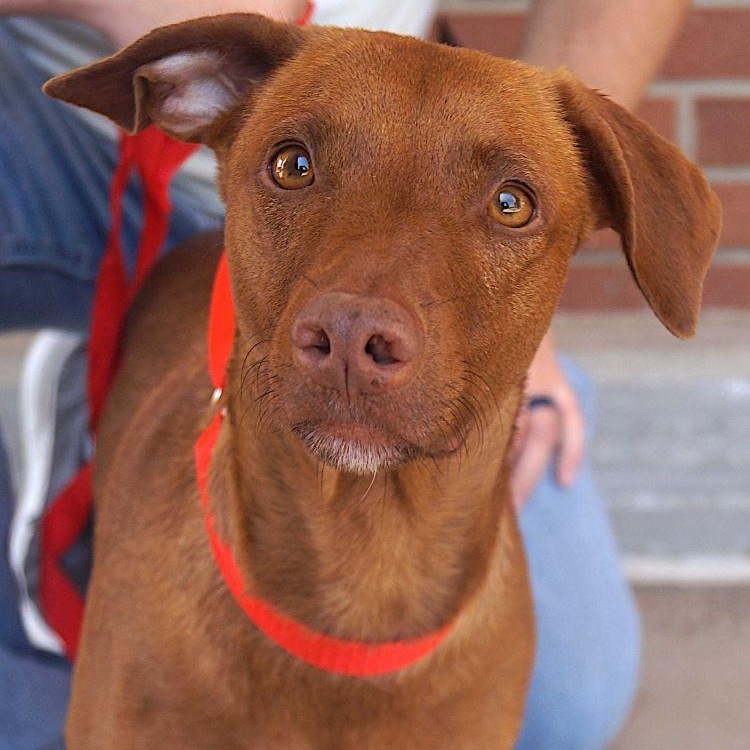 Enlarge Mulata, a Adoptable mixed breed in Cleveland, OH image 3/5