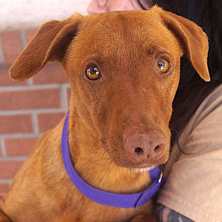 Enlarge Mulata, a Adoptable mixed breed in Cleveland, OH image 4/5