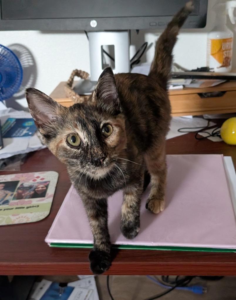 Enlarge Moons, a Adoptable Domestic Short Hair in San Antonio, TX image 1/3