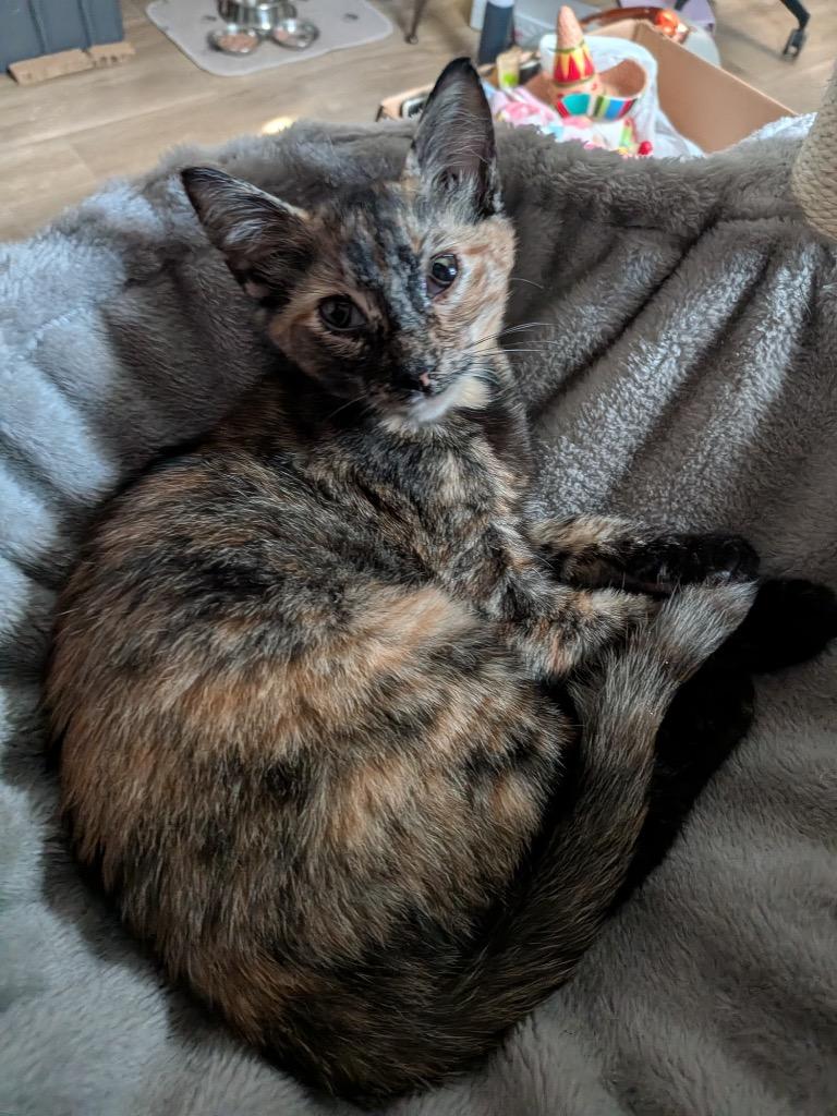 Enlarge Moons, a Adoptable Domestic Short Hair in San Antonio, TX image 2/3