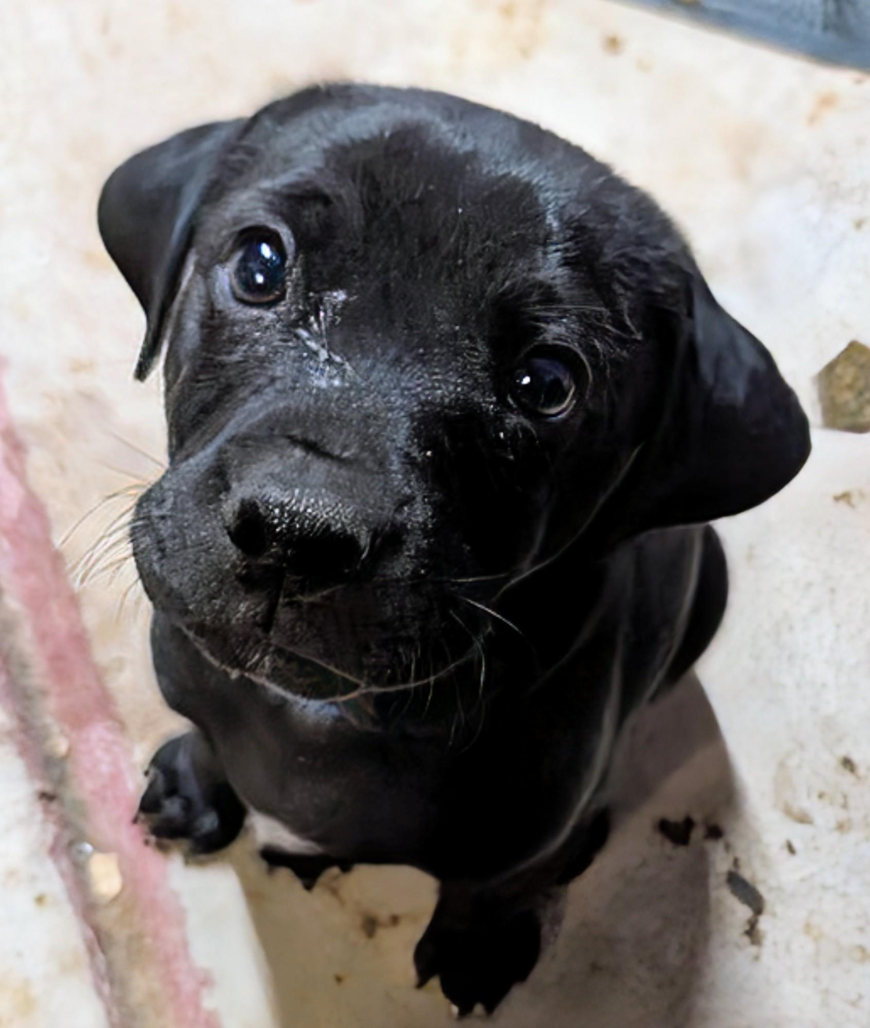 Jackson , ADOPTABLE, Puppy Male Dachshund & Chihuahua.