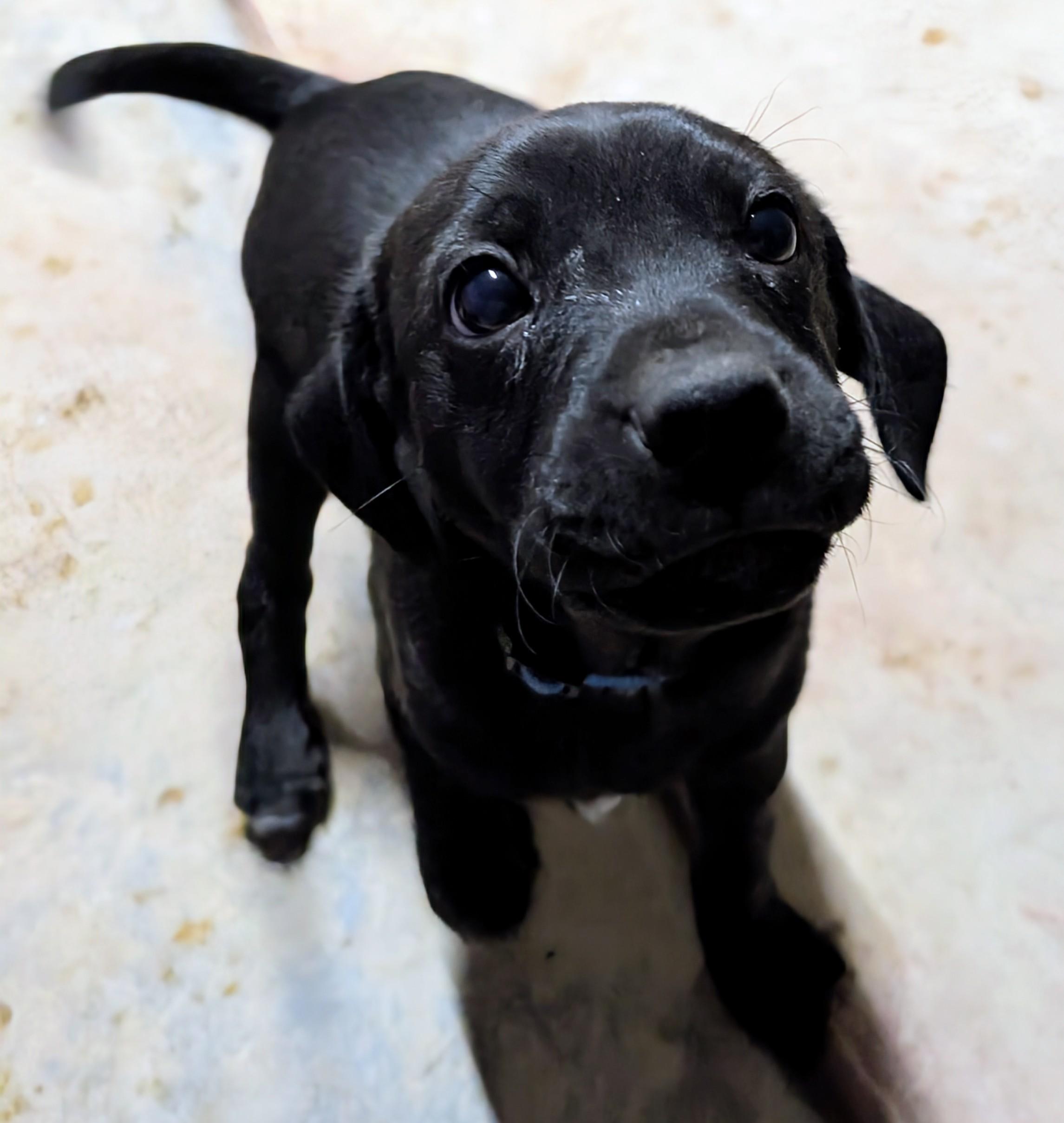 Enlarge Jackson , a ADOPTABLE mixed breed in Saint David, AZ image 2/2