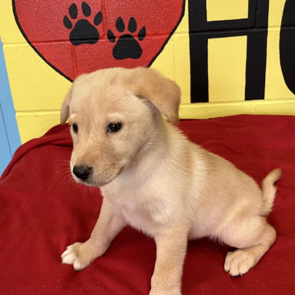 Enlarge Sierra, an adopted mixed breed in Sulphur, KY image 3/3