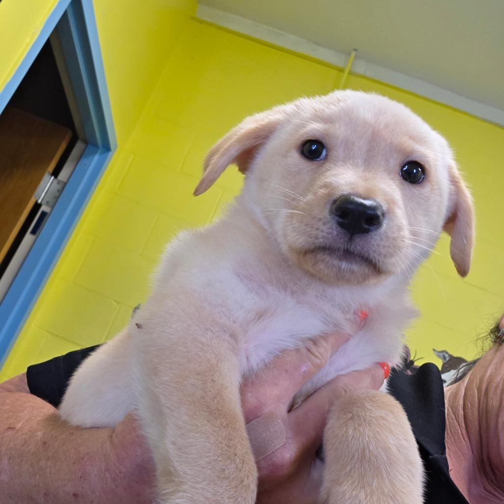 Enlarge Sierra, an adopted mixed breed in Sulphur, KY image 2/3