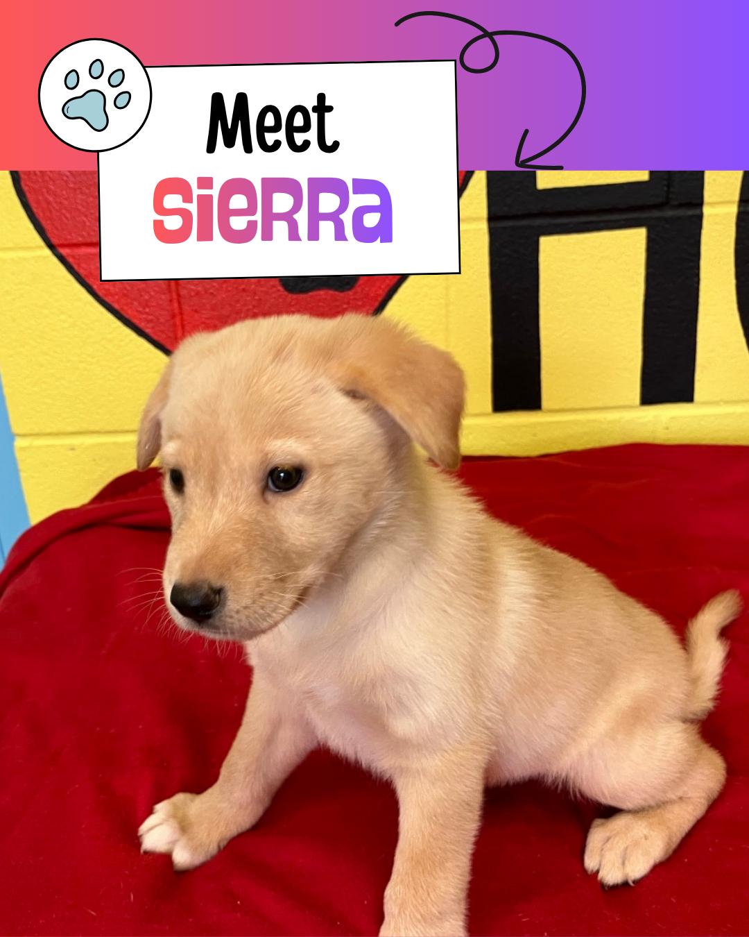 Sierra, adopted, Puppy Female Australian Shepherd & Labrador Retriever.