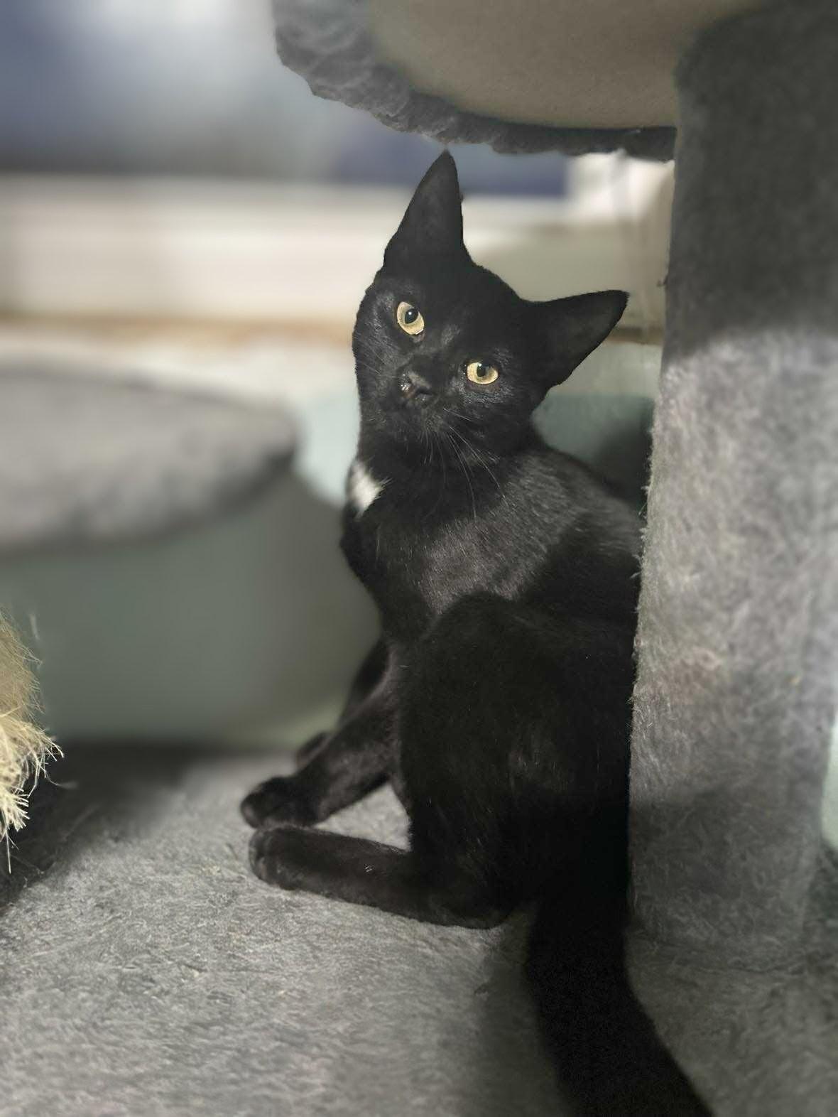 Enlarge JIMMY & JOE, an adoptable mixed breed in Warwick , RI image 3/6