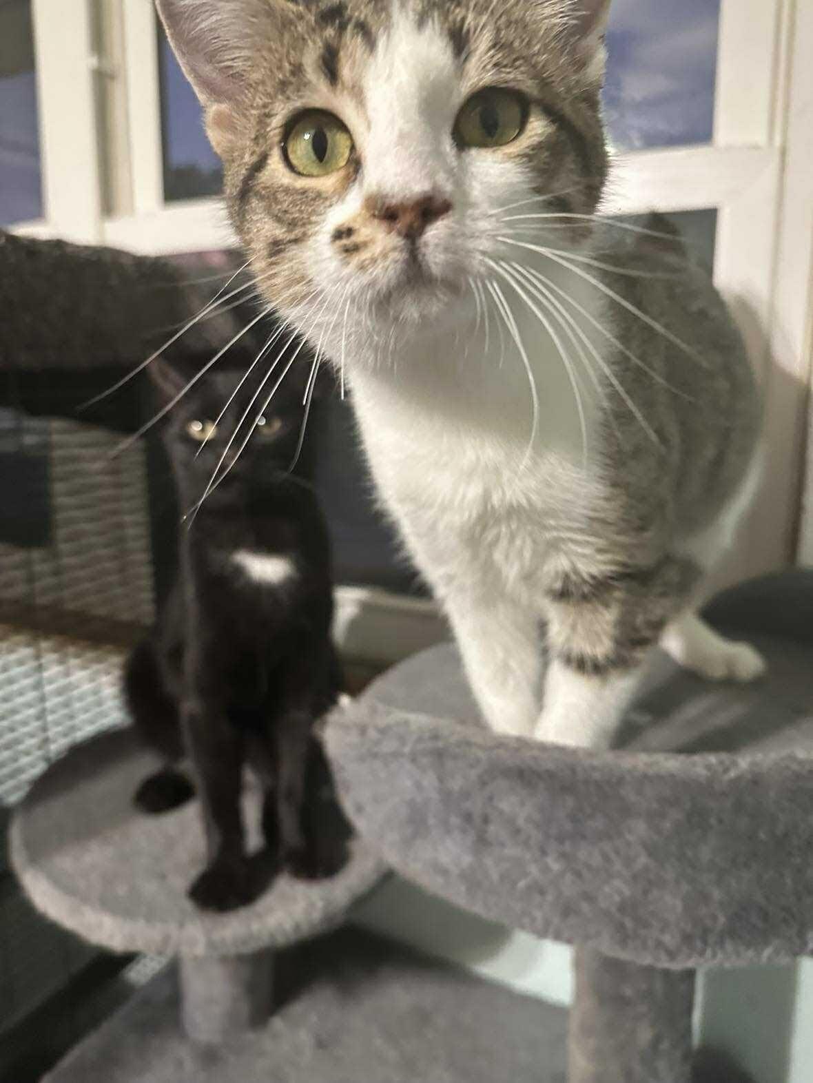 Enlarge JIMMY & JOE, an adoptable mixed breed in Warwick , RI image 4/6