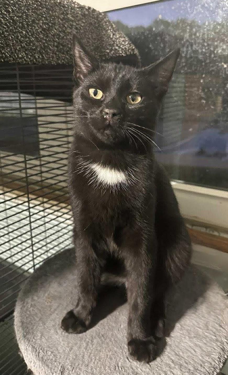 Enlarge JIMMY & JOE, an adoptable mixed breed in Warwick , RI image 6/6