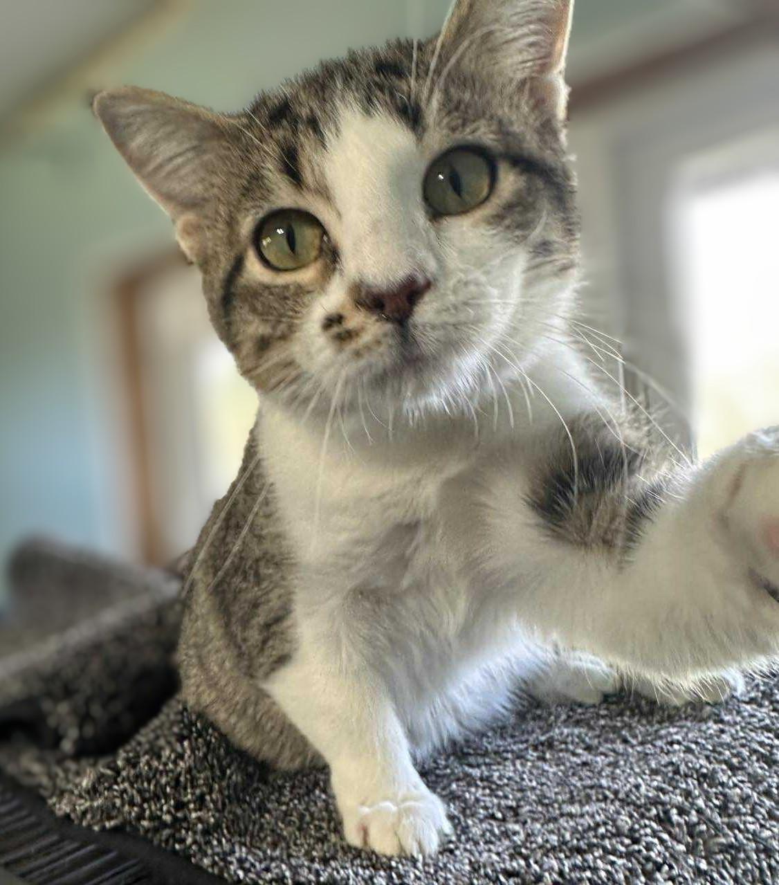 Enlarge JIMMY & JOE, an adoptable mixed breed in Warwick , RI image 2/6