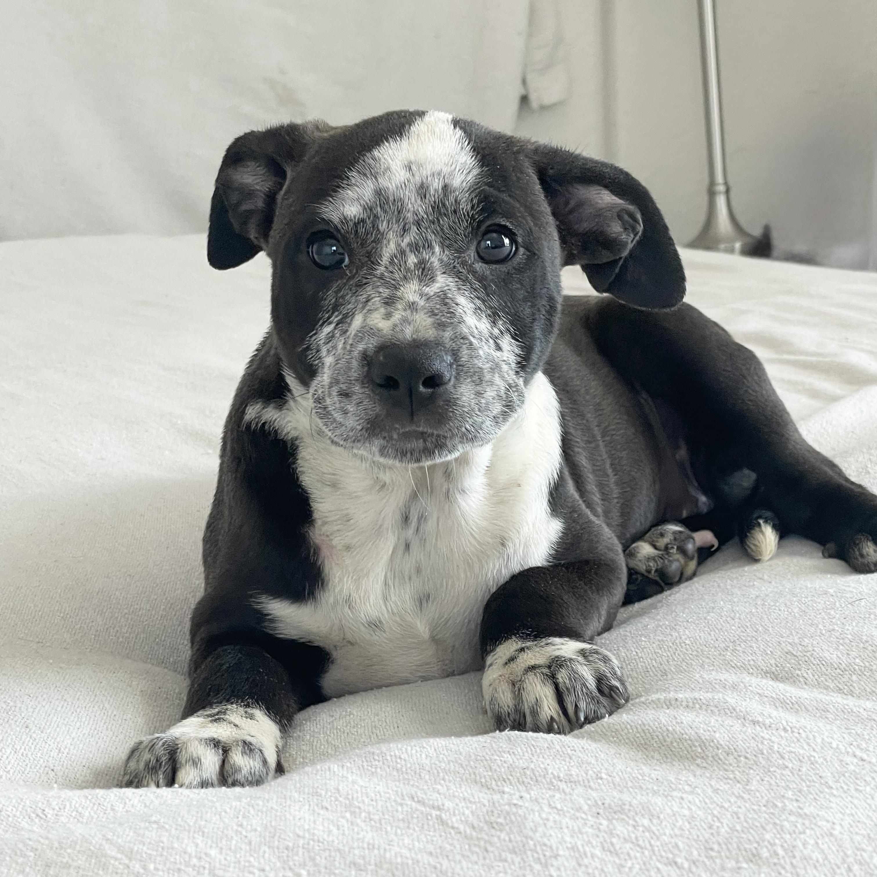 Enlarge Cuddly Kathryn, a ADOPTABLE mixed breed in West Hartford , CT image 1/4