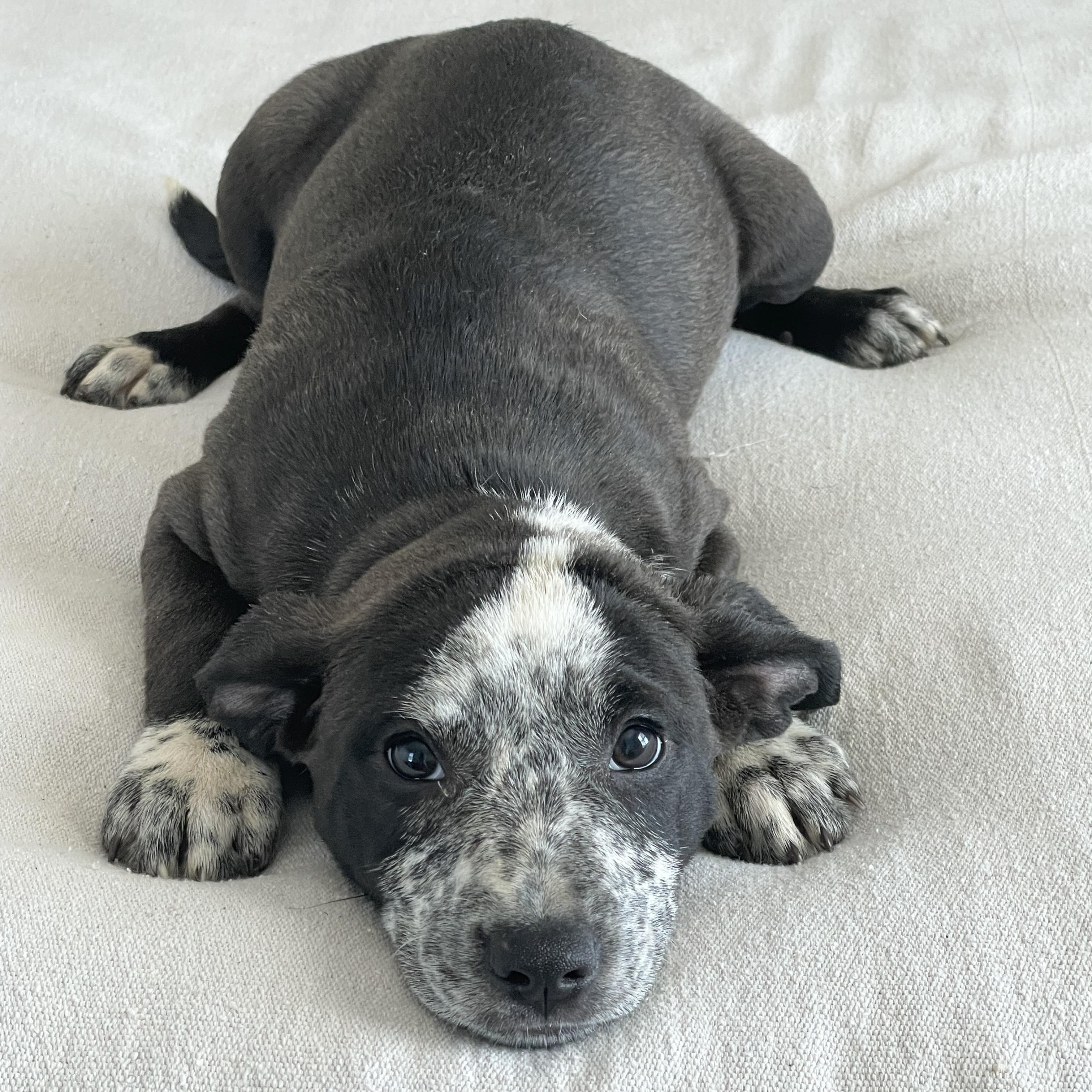 Enlarge Cuddly Kathryn, a ADOPTABLE mixed breed in West Hartford , CT image 4/4