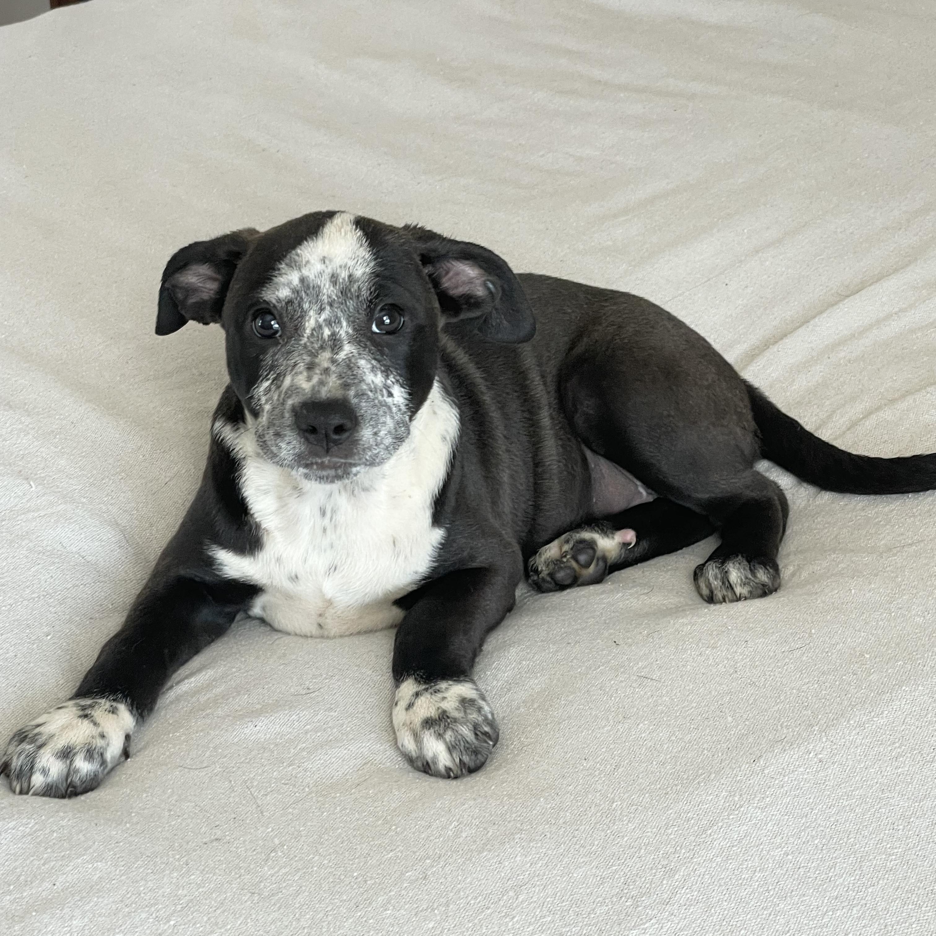 Enlarge Cuddly Kathryn, a ADOPTABLE mixed breed in West Hartford , CT image 3/4