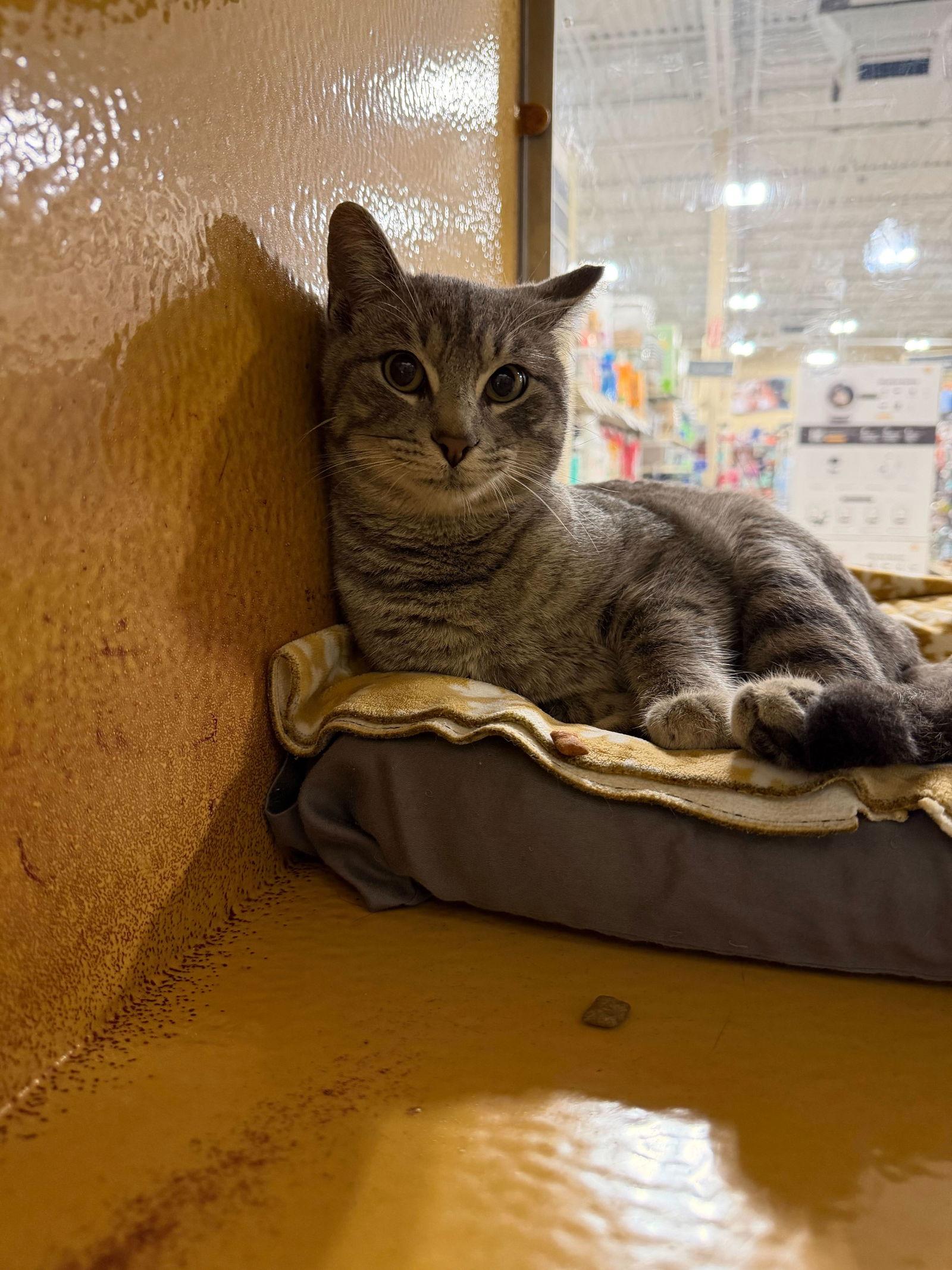 Enlarge Nugget, a Adoptable Domestic Short Hair in Rowlett, TX image 1/1