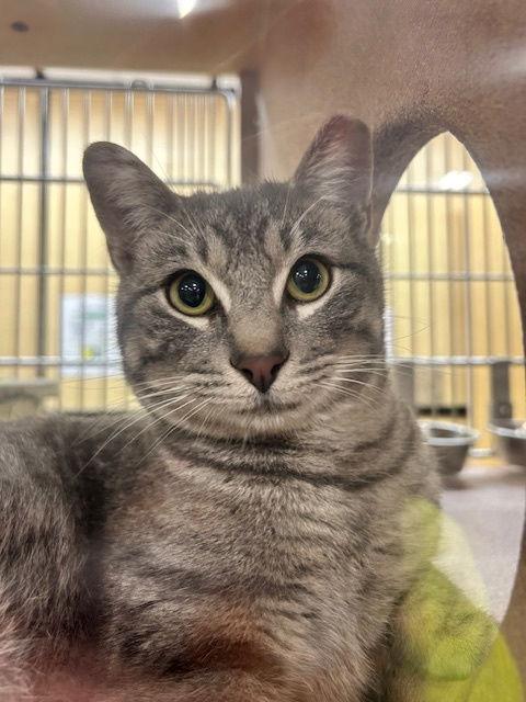 Enlarge Nugget, a Adoptable Domestic Short Hair in Rowlett, TX image 3/3