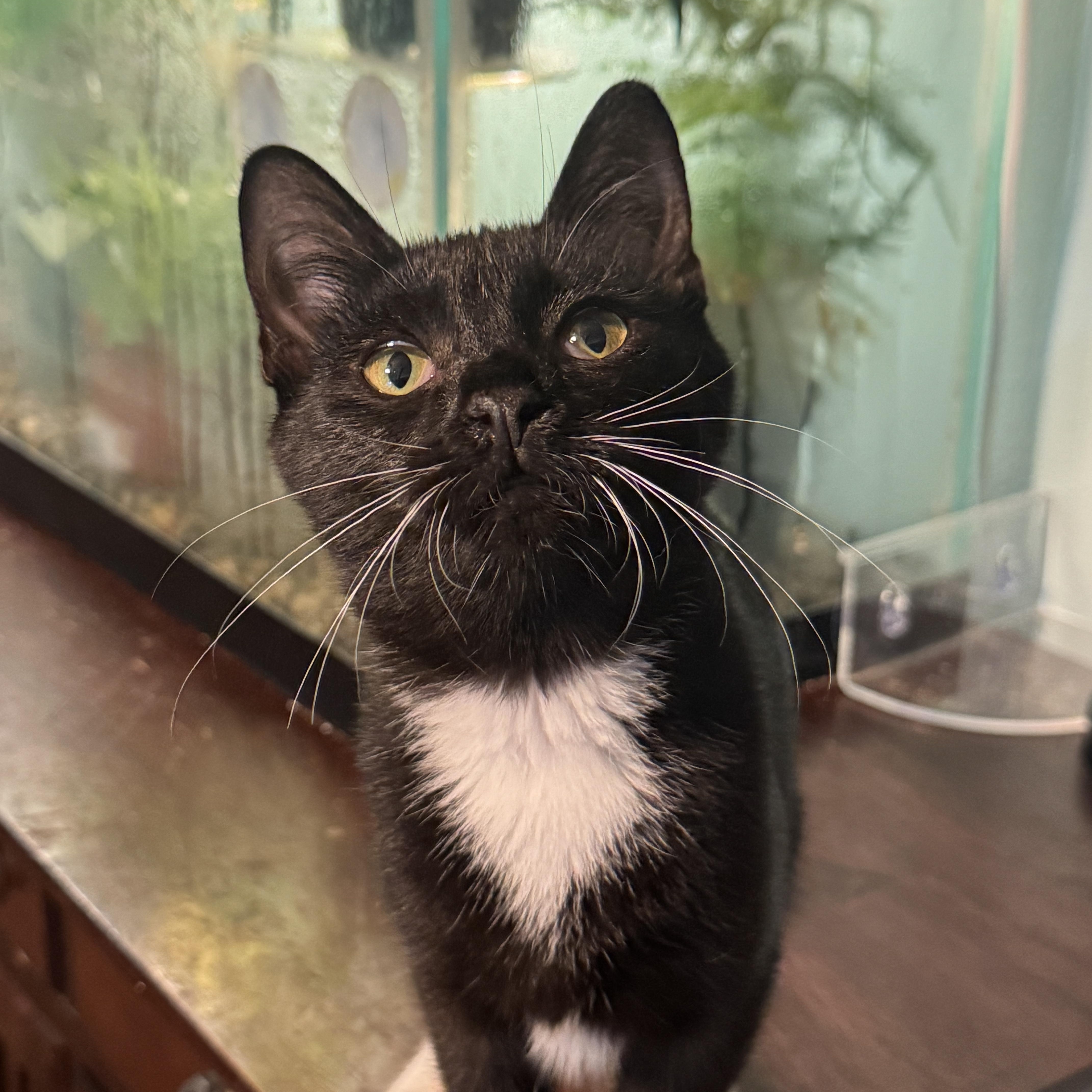 Isabel, Adoptable, Kitten Female American Shorthair.