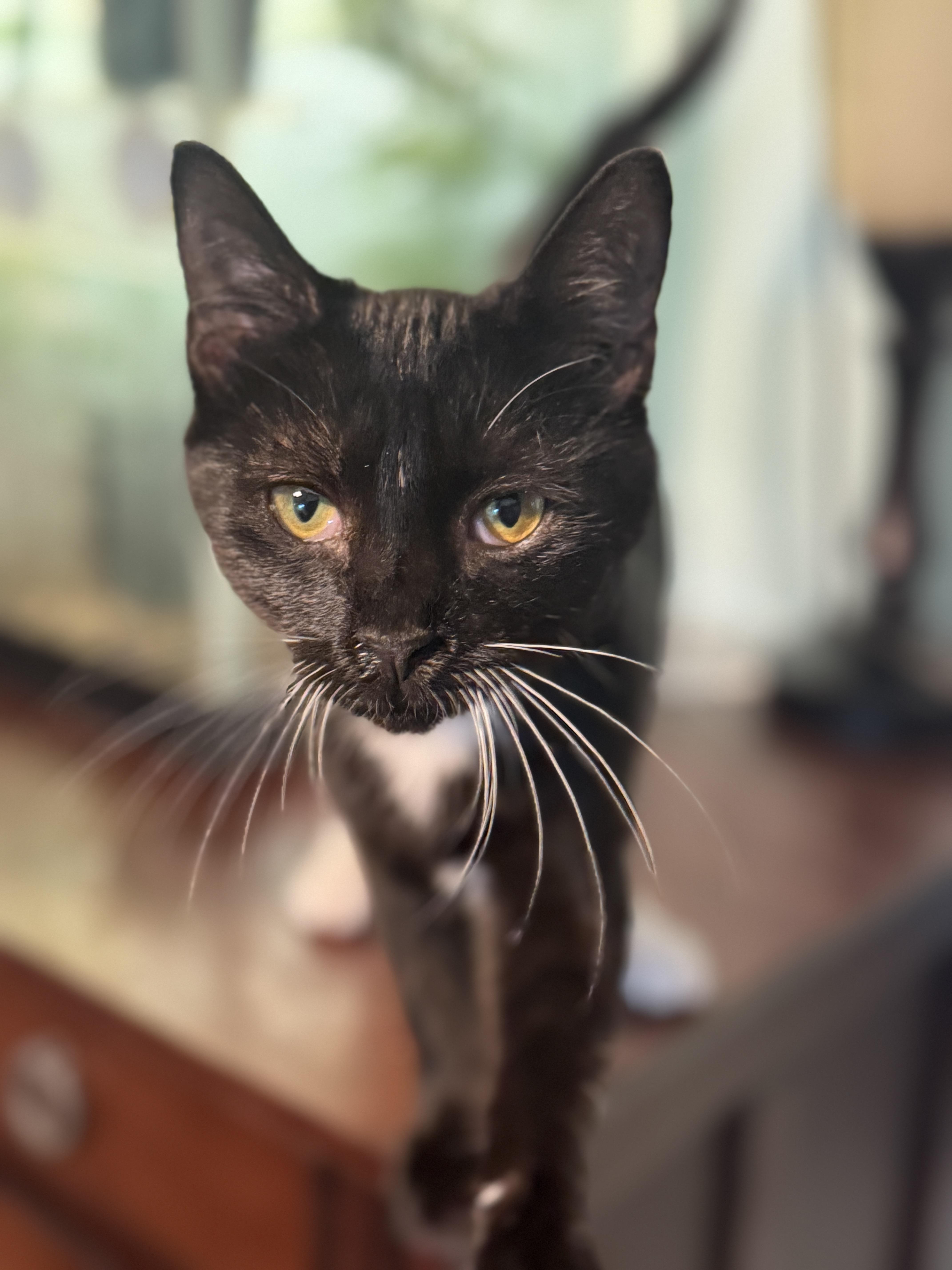 Enlarge Isabel, a Adoptable American Shorthair in Massillon, OH image 2/2