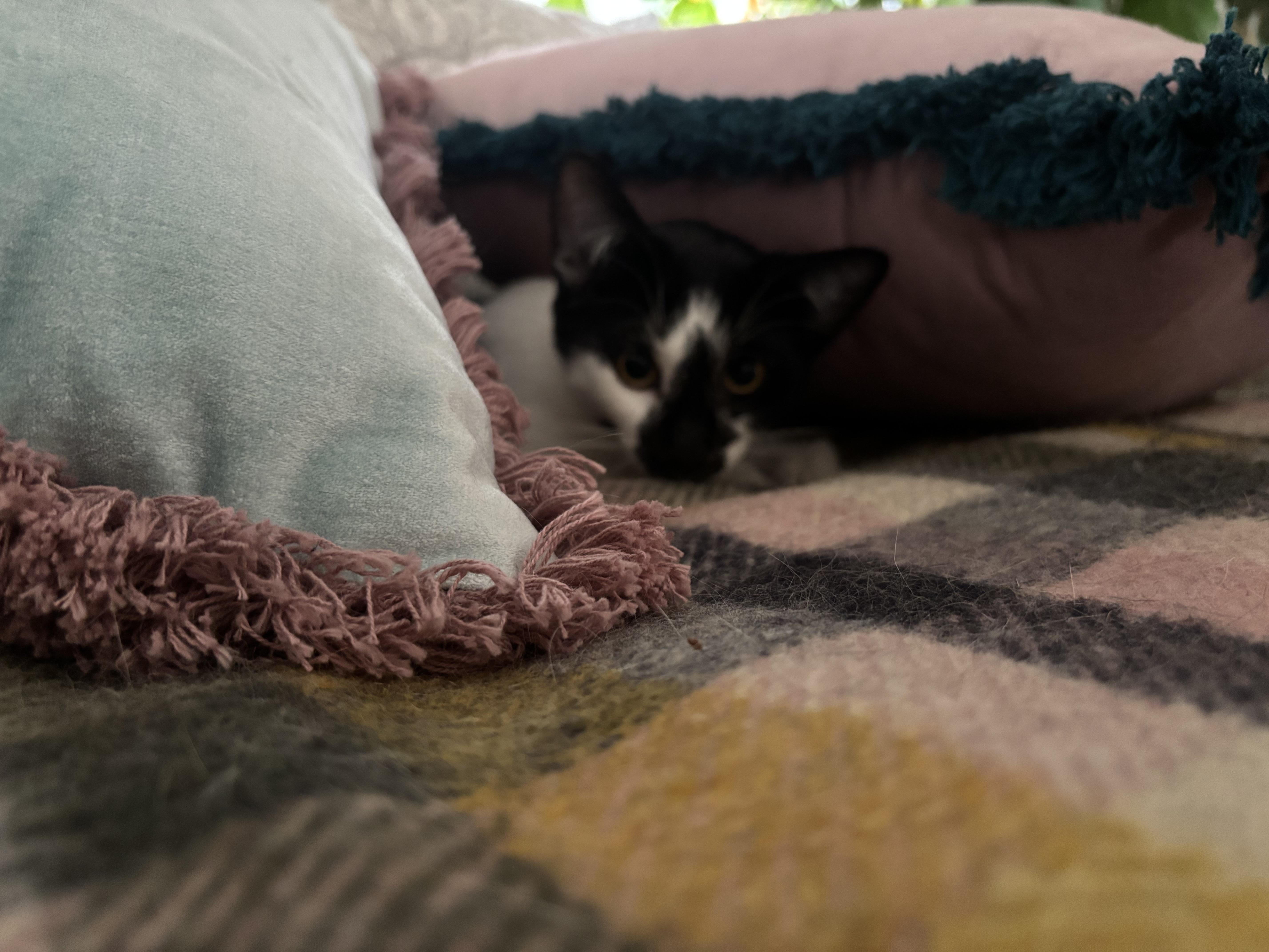 Norman, a ADOPTABLE Domestic Short Hair in Melrose, MA image 2/6