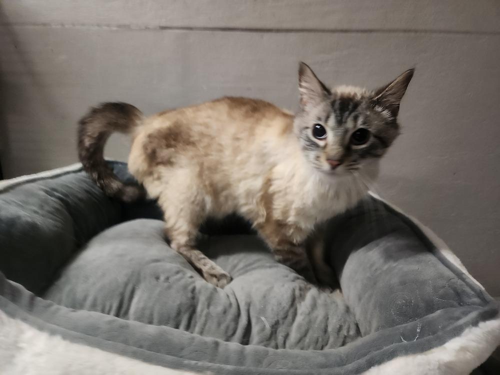 MOON, Adoptable, Adult Male Siamese.