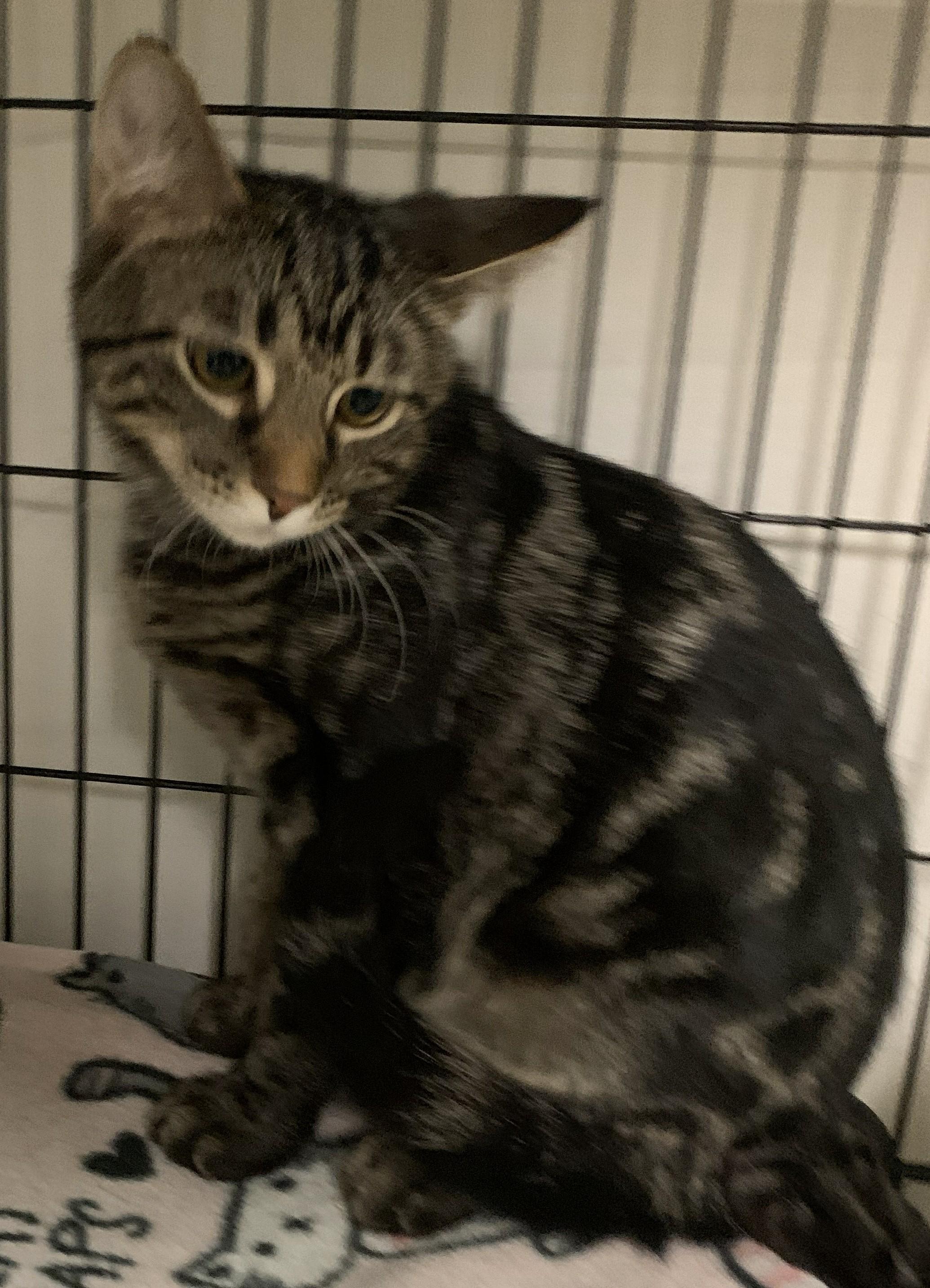 Enlarge Yonah25, a ADOPTABLE Domestic Short Hair in Milwaukee, WI image 3/5