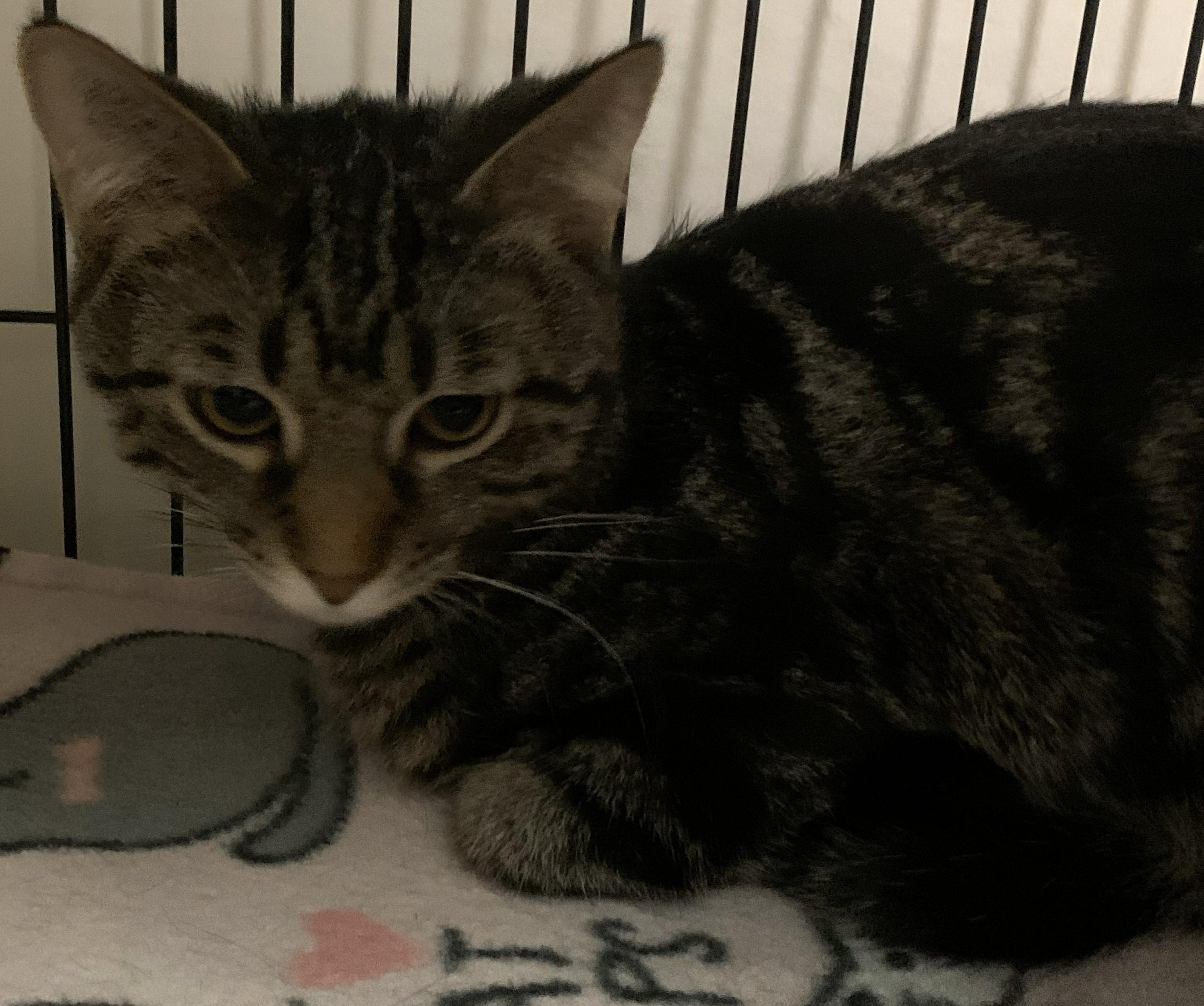 Enlarge Yonah25, a ADOPTABLE Domestic Short Hair in Milwaukee, WI image 2/5