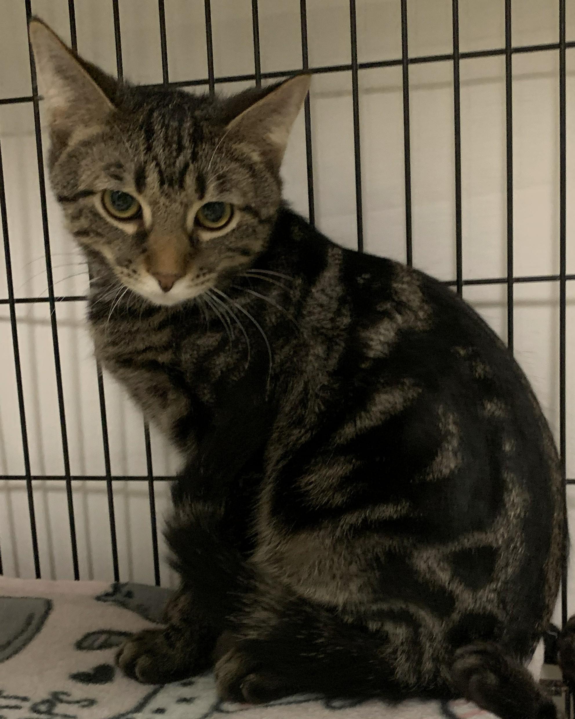 Enlarge Yonah25, a ADOPTABLE Domestic Short Hair in Milwaukee, WI image 5/5