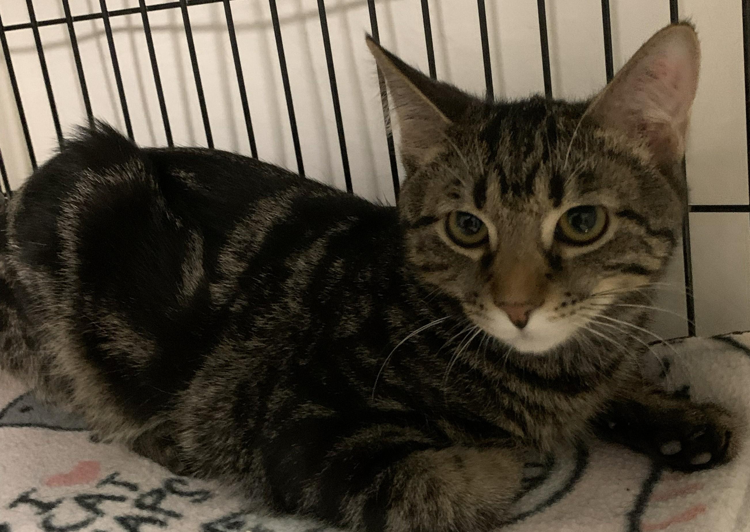 Enlarge Yonah25, a ADOPTABLE Domestic Short Hair in Milwaukee, WI image 4/5