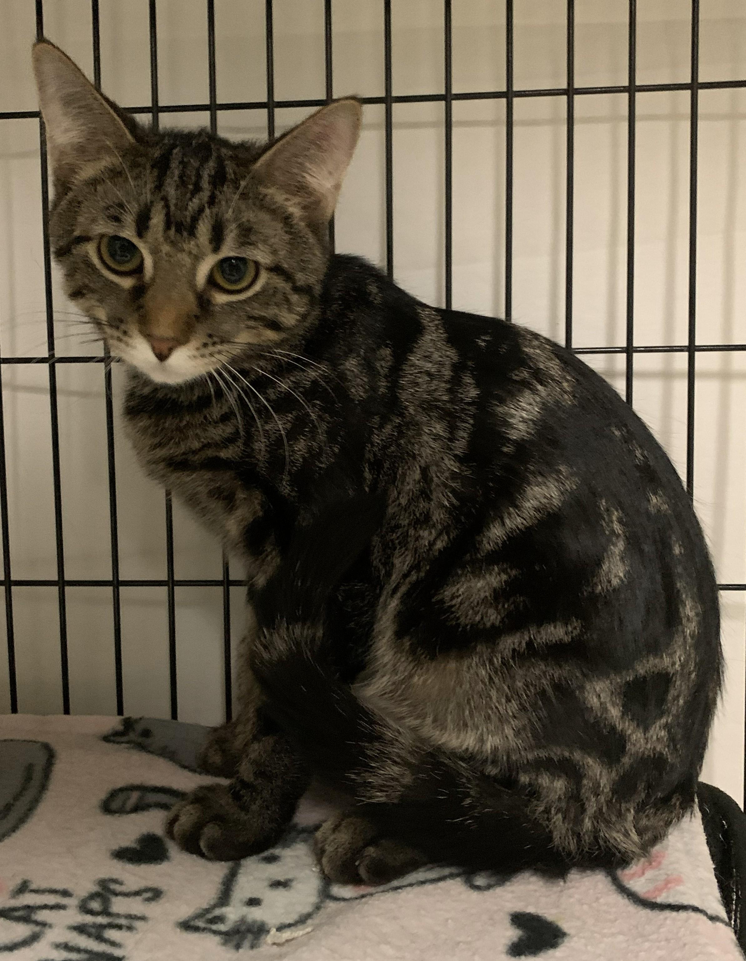 Yonah25, ADOPTABLE, Kitten Male Domestic Short Hair.
