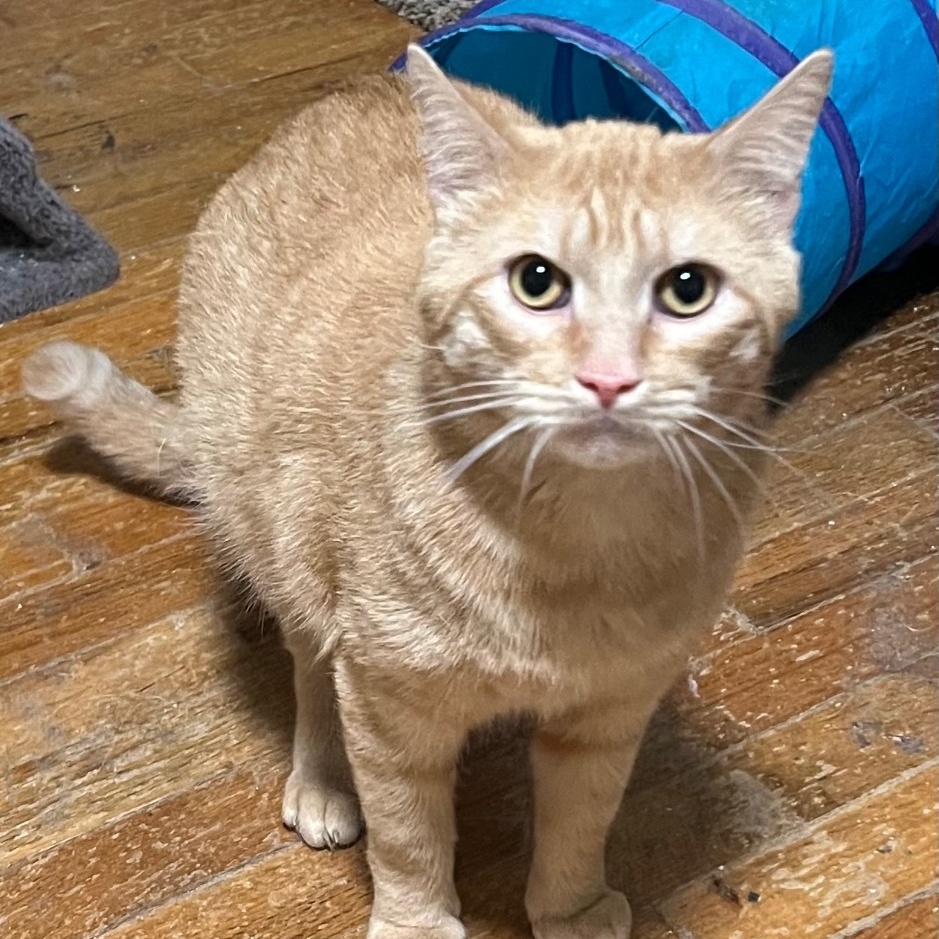 Chestnut, a Adoptable Domestic Short Hair in Cranford, NJ image 2/6