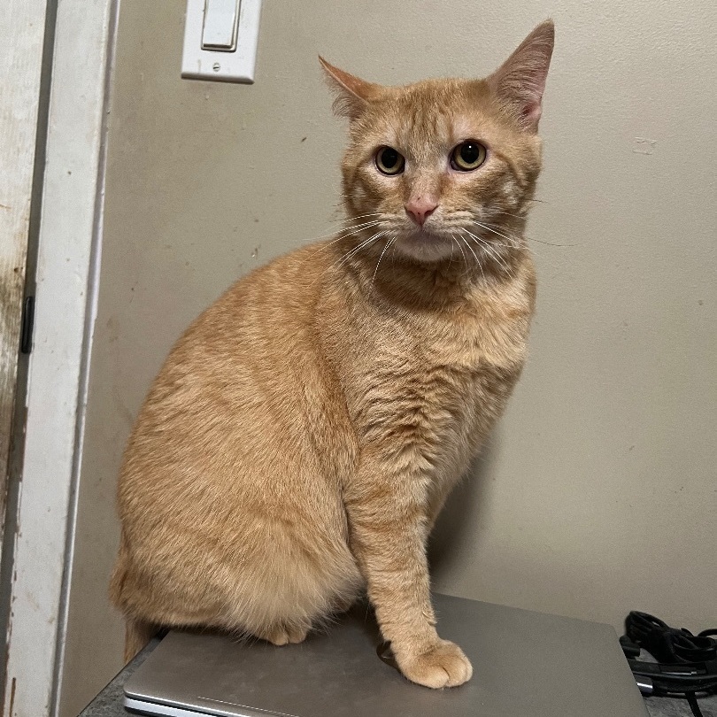 Chestnut, a Adoptable Domestic Short Hair in Cranford, NJ image 3/6