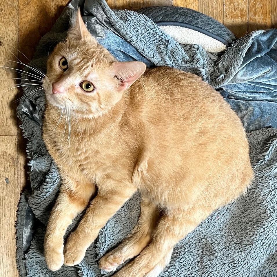 Chestnut, Young Male Domestic Short Hair