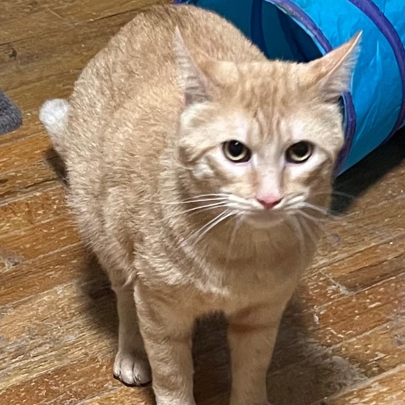 Chestnut, a Adoptable Domestic Short Hair in Cranford, NJ image 4/6