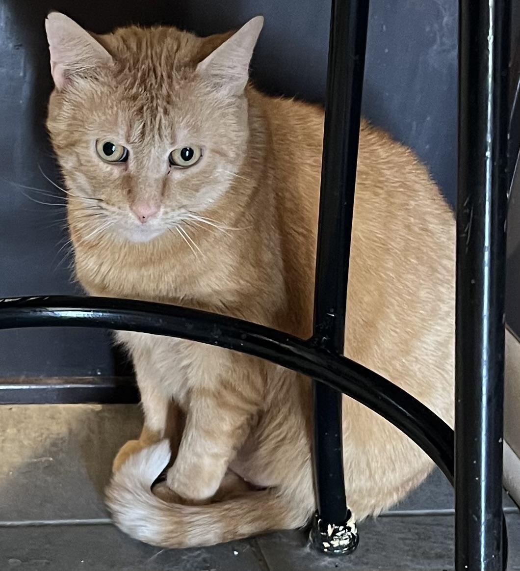 Enlarge Chestnut, a Adoptable Domestic Short Hair in Cranford, NJ image 5/6