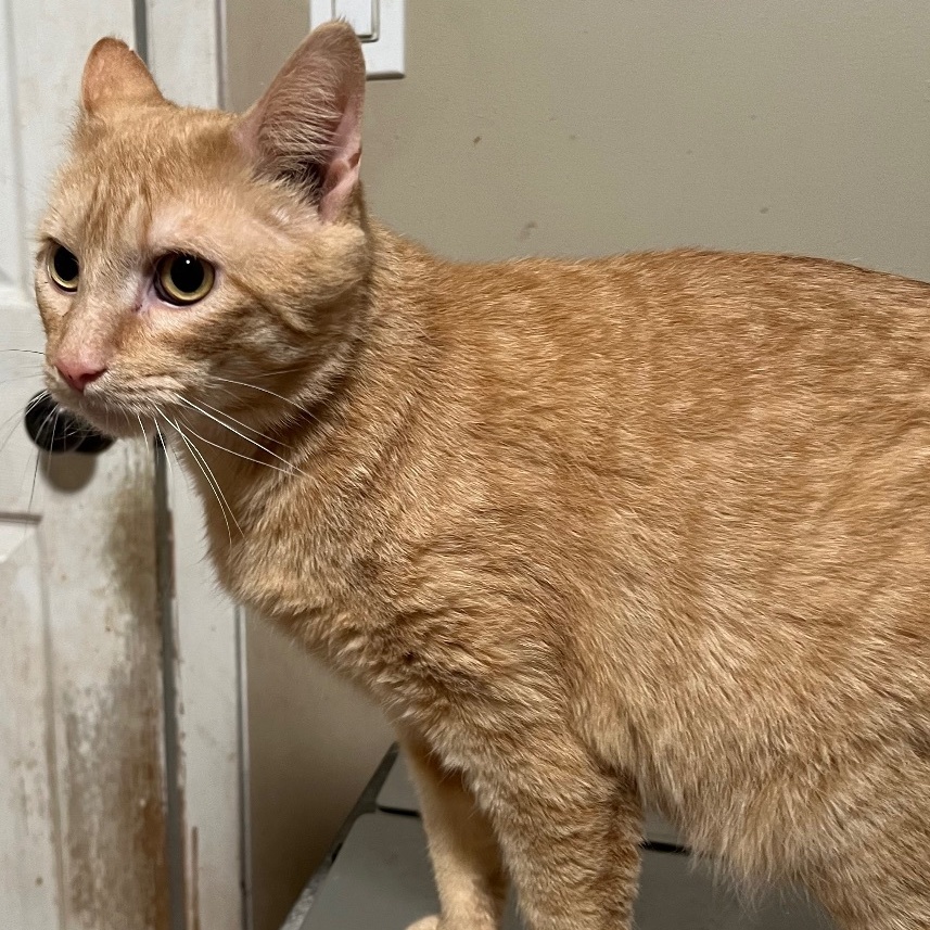 Chestnut, a Adoptable Domestic Short Hair in Cranford, NJ image 5/6