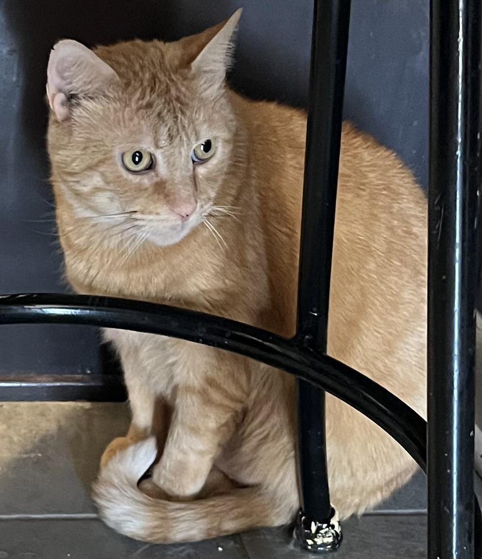 Enlarge Chestnut, a Adoptable Domestic Short Hair in Cranford, NJ image 6/6