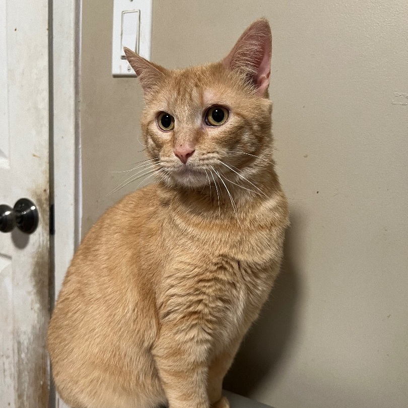 Chestnut, a Adoptable Domestic Short Hair in Cranford, NJ image 6/6