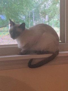 Toasty, Adoptable, Young Female Siamese.