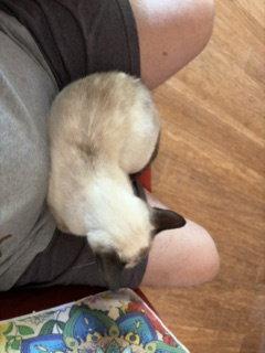 Enlarge Toasty, a Adoptable Siamese in Pinckney, MI image 2/3