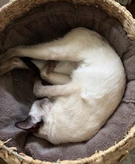 Enlarge Toasty, a Adoptable Siamese in Pinckney, MI image 3/3