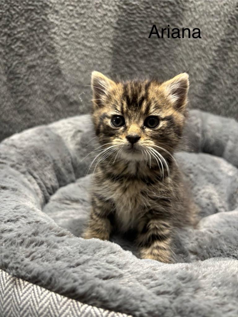 Ariana, Adoptable, Kitten Female Domestic Short Hair.