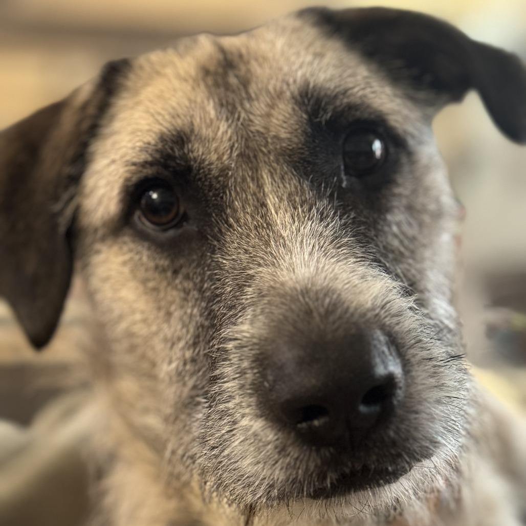 Enlarge Fitzroy, a Adoptable Mixed Breed in Bentonville, AR image 3/6